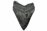 Serrated, Fossil Megalodon Tooth - South Carolina #283899-1